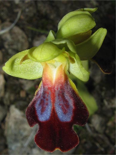 Gargano...le mie orchidee 1a puntata